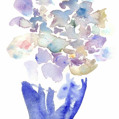 Hydrangea