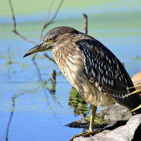 Immature Black-Crowned Night Heron