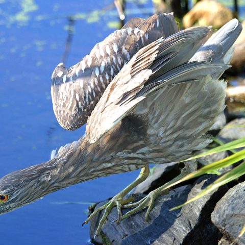 Immature Night Heron, Sudbury, MA