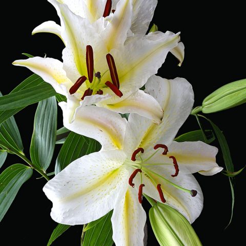 Lilies