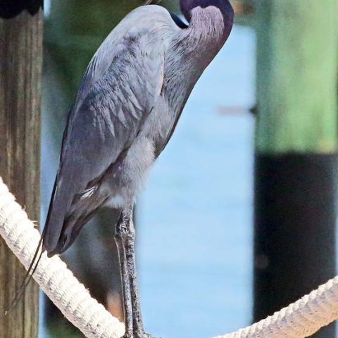 Little Blue Heron