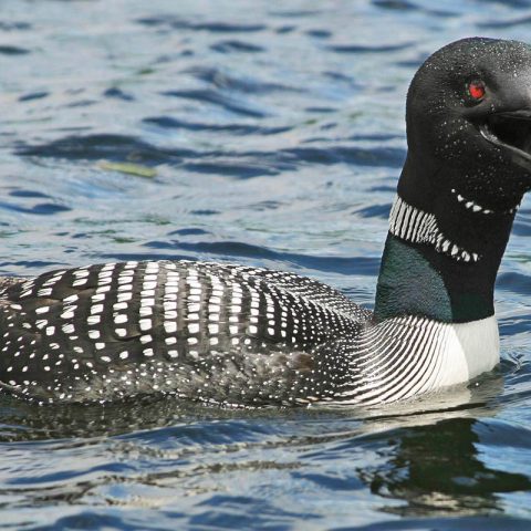 Loon Calling, Pillsbury State Park, NH