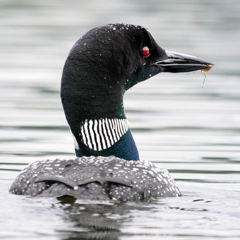 Loon Eating a Bug, Pillsbury State Park, NH