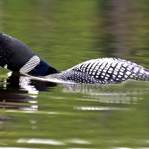 Loon Squawking, Pillsbury State Park, NH