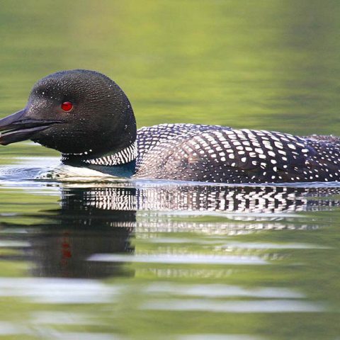 Loon With Fish, Grafton Pond, NH