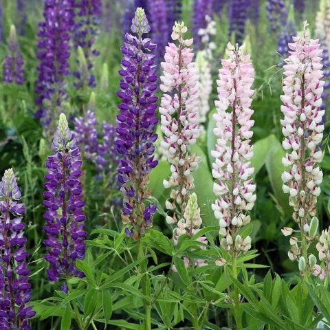 Lupines