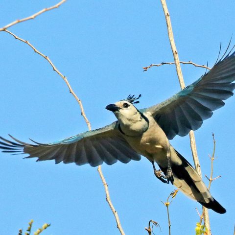Magpie Jay in Flight