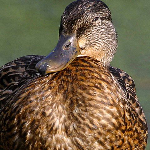 Mallard Has Her Eye on You