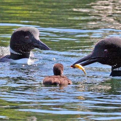 Meal Time for Sunapee Loon Chicks