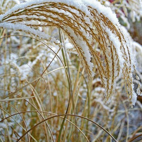 Miscanthus