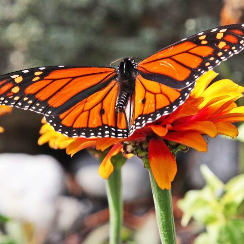 Monarch Butterfly
