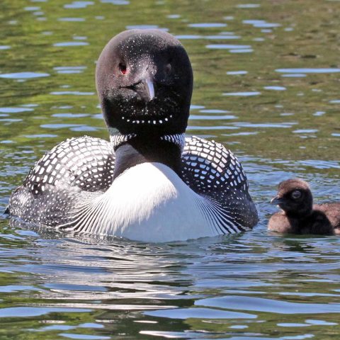 Newborn Loon Chick and Adult on Lake Sunapee, NH