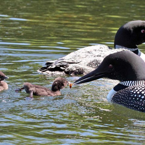 Newborn Loon Chicks Wait Their Turn for Lunch on Lake Sunapee, NH