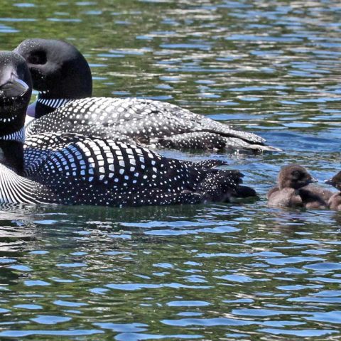 Loon Family Lake Sunapee 2015