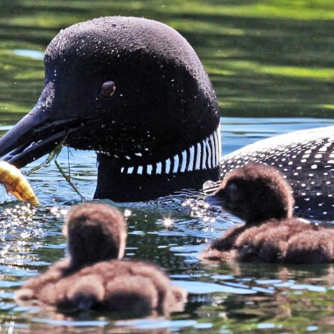 Newborn Loon Chicks Await a Big Meal on Lake Sunapee, NH
