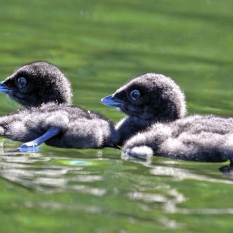 Newborn Loon Chicks on Lake Sunapee, NH