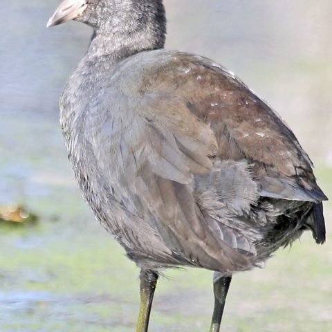 North American Coot, Water Row, Sudbury, MA
