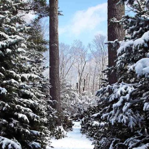 Old Garden in Winter at The Fells