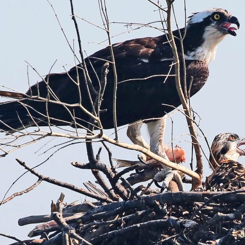 Osprey and One Chick