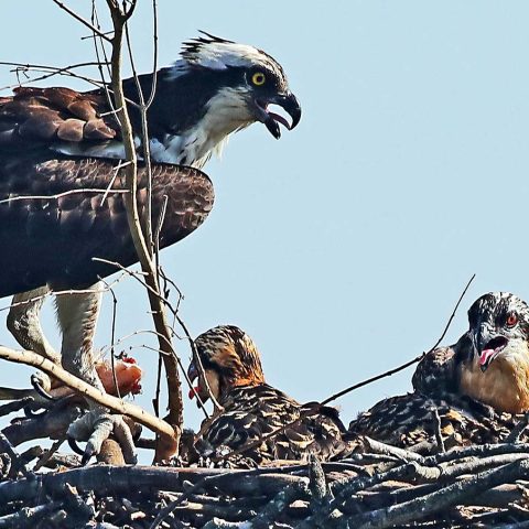 Osprey and Two Chicks