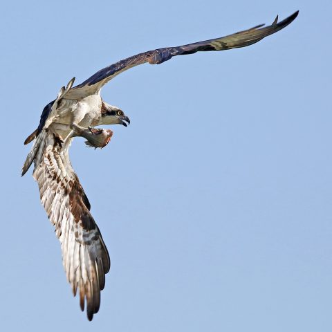 Osprey in Flight