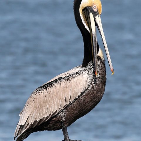 Pelican on a Post