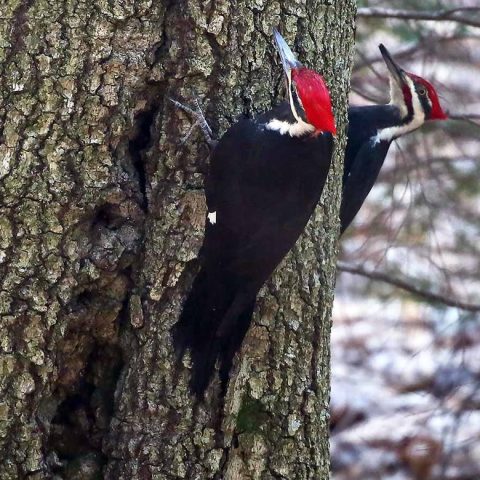 Pileated Woodpecker
