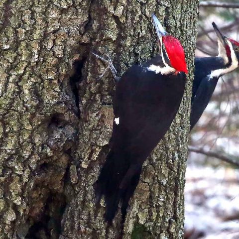 Pileated Woodpeckers