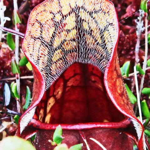 Pitcher Plant in Philbrick-Cricenti Bog