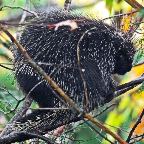 Porcupine
