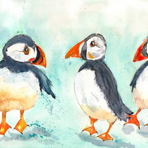 Puffins “Angry, Dazed and Confused”