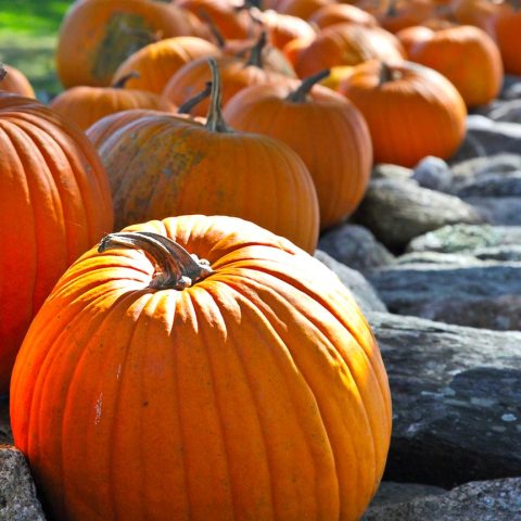 Pumpkins on a Wall, Muster Field Farm, Sutton, NH