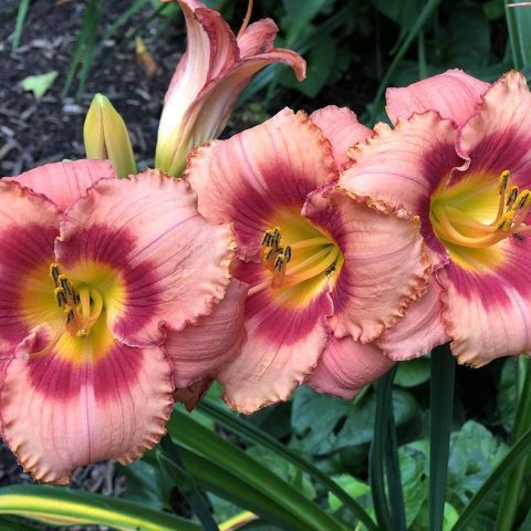 “Only for a Day” Lilies