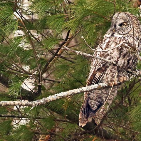 Rare Gray Owl