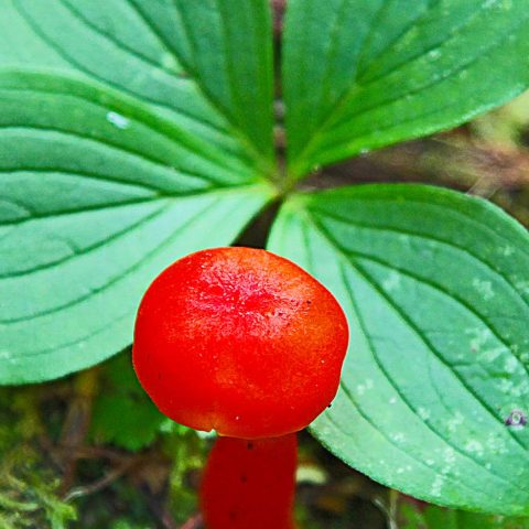 Red Mushroom, Philbrick- Cricenti Bog