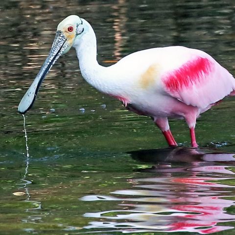 Roseate Spoonbill