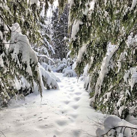 Snowshoe in New Hampshire Woods