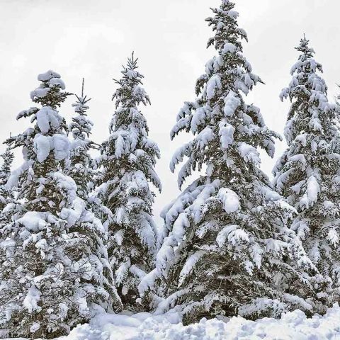 Snowy Spruces