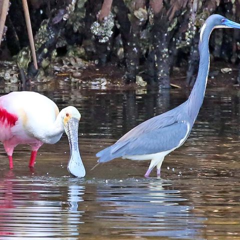 Spoonbill and Tri-color Heron