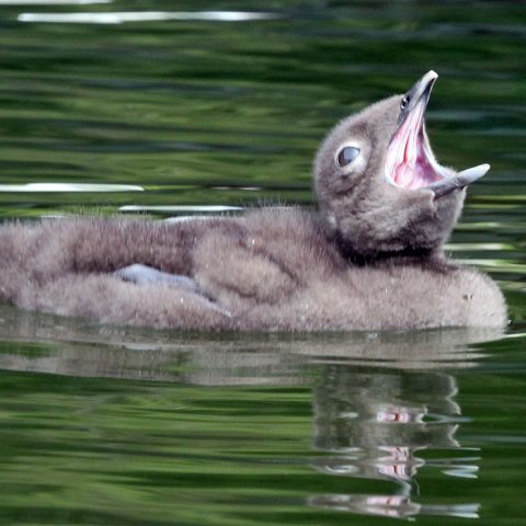 Sunapee Loon Chick 14 Days Old Awaits Breakfast