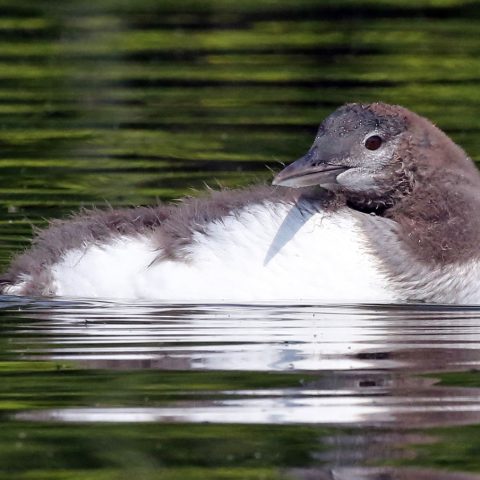 Sunapee Loon Chick 47 Days Old