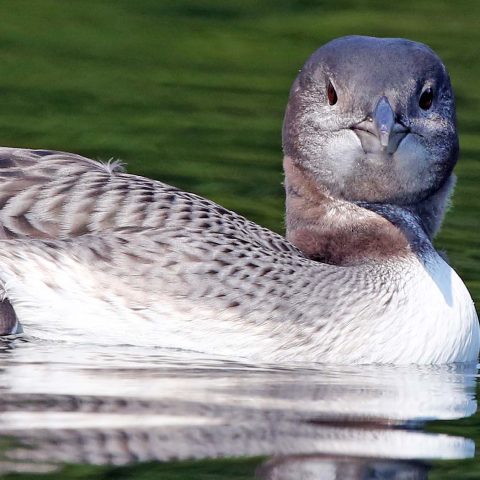 Sunapee Loon Chick 65 days old