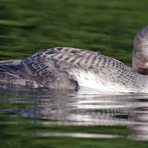 Sunapee Loon Chick 65 days old B