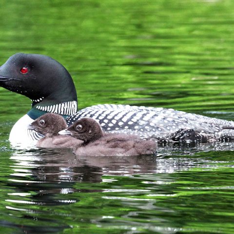 Sunapee Loon Chicks 2015