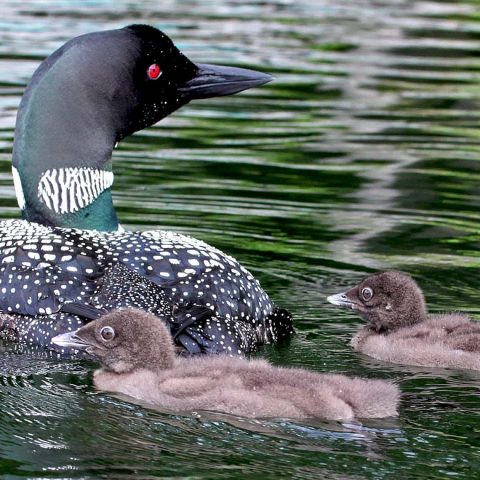 Sunapee Loon Chicks and Adult 14 Days Old B
