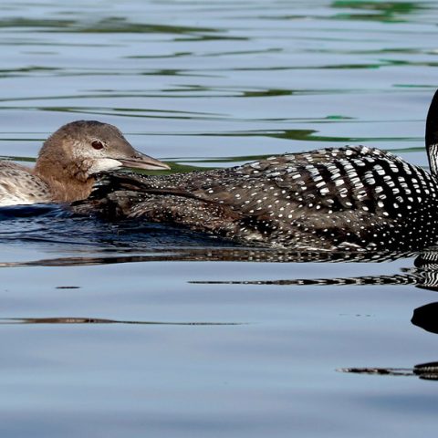 Sunapee Mother Loon and Chick 65 Days Old