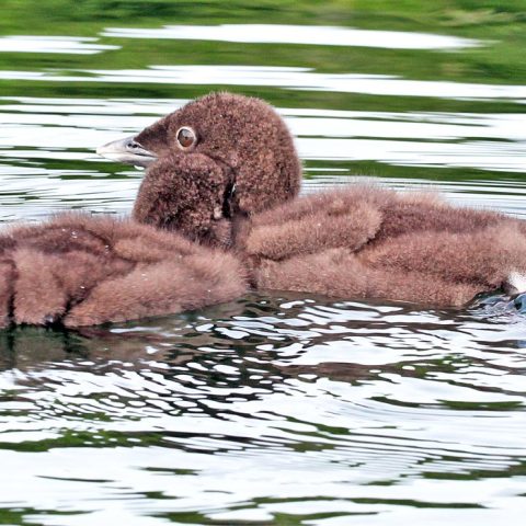 Sunapee Nuzzling Loon Chicks 14 Days Old