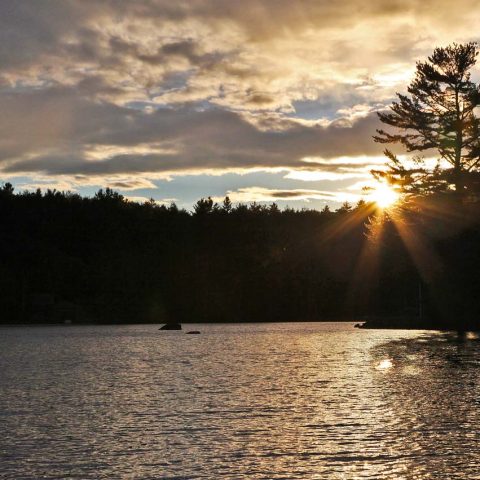 Sunset and Tree, Fishers Bay, Lake Sunapee