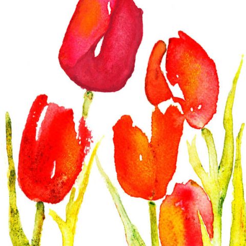 Tulips
