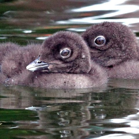 Two 14 Day Old Loon Chicks
